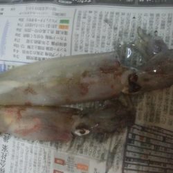 強風の中、なんとかヤリイカ2杯