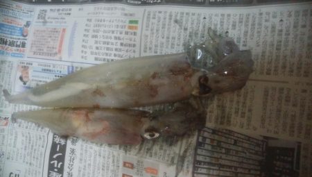 強風の中、なんとかヤリイカ2杯
