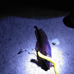 極寒夜釣り！