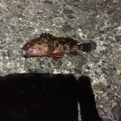 2日連続メバリング