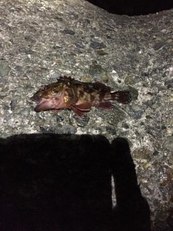 2日連続メバリング