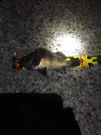 タルイチ通しでメバリング