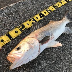 久しぶりのスズキ