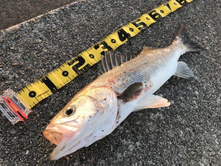 久しぶりのスズキ