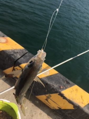 コアジと尺サバ