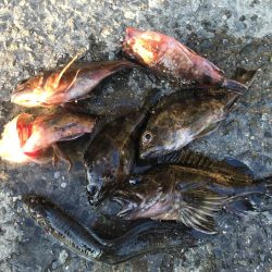 成人違うけど休み