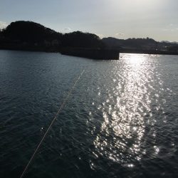 サビキで小サバ37㎝