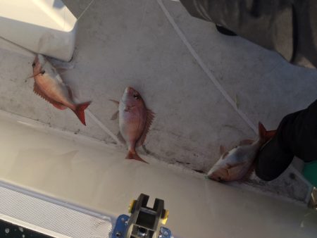 鯛サビキ釣果！