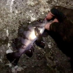 2019初メバリング!