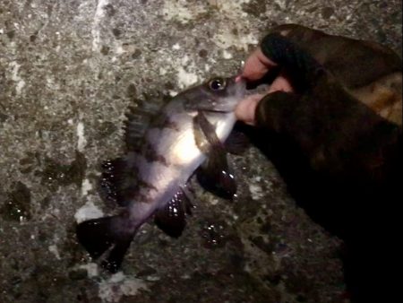 2019初メバリング!