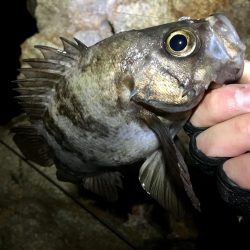 爆風雪極寒メバリング!