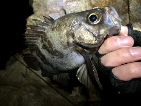 爆風雪極寒メバリング!