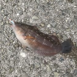 メバル・ガシラ