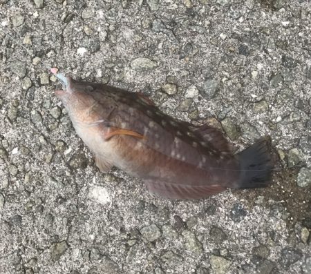 メバル・ガシラ