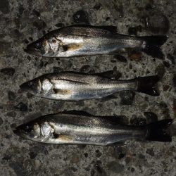 冬のエビ撒き釣り