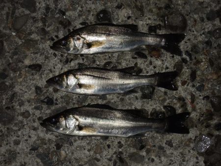 冬のエビ撒き釣り