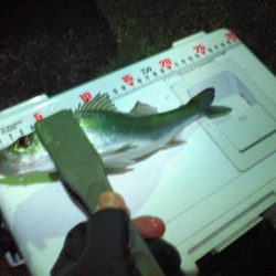 初釣り メバル&アジ爆釣