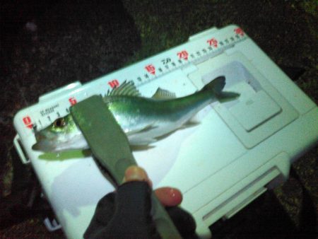 初釣り メバル&アジ爆釣