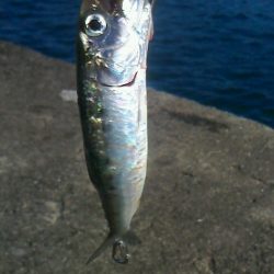 サビキしか釣れん。。