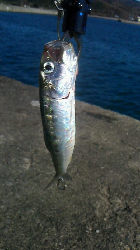 サビキしか釣れん。。