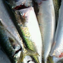 鯖が少しだけ大きくなってた