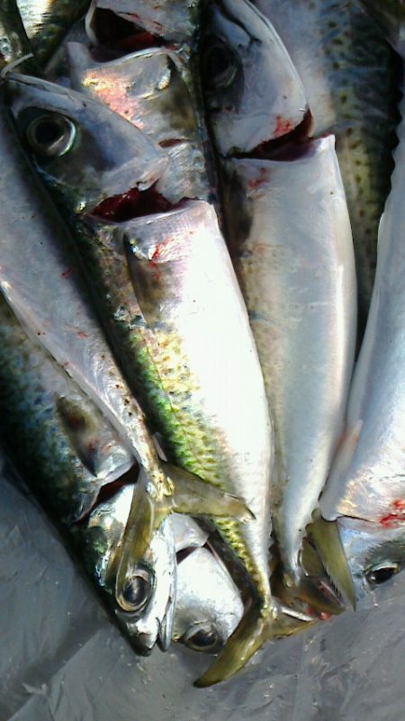 鯖が少しだけ大きくなってた