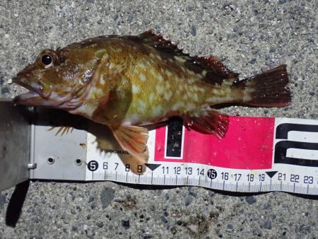 釣り初め（投げ釣り）