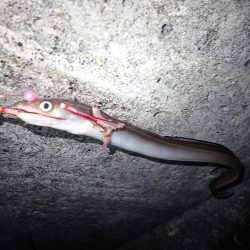 投げ釣り（2018年釣り収め）