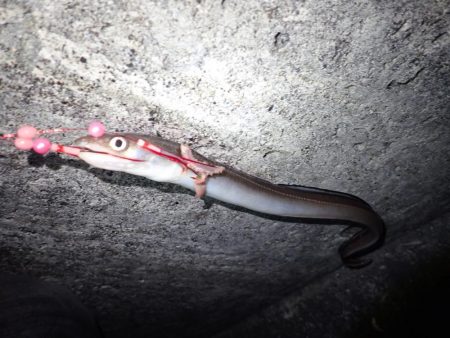 投げ釣り（2018年釣り収め）