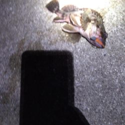 ライトワインドで良形ガシラ