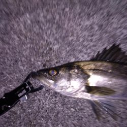 ライトタックルでシーバス