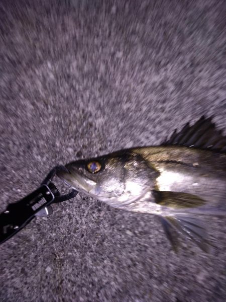 ライトタックルでシーバス