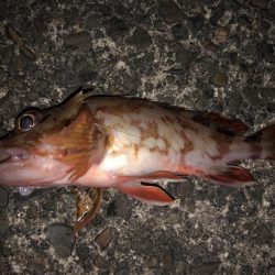 アジ狙いのはずがカサゴラッシュ