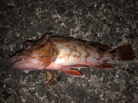 アジ狙いのはずがカサゴラッシュ