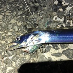 太刀魚は細い、イシモチは小さい。ヒラメはソゲる
