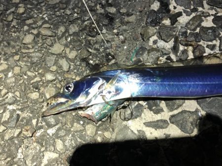 太刀魚は細い、イシモチは小さい。ヒラメはソゲる