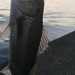 正月二日のシーバスデイゲーム♪