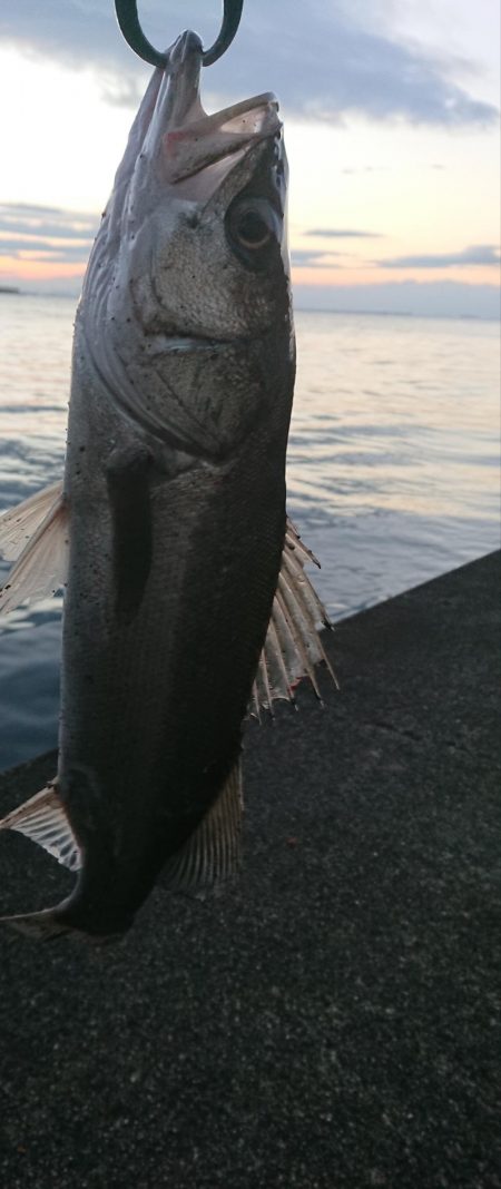 正月二日のシーバスデイゲーム♪