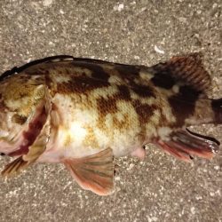 朝練、良型ガシラキャッチ成功♪