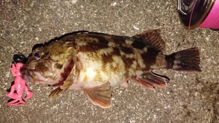 朝練、良型ガシラキャッチ成功♪