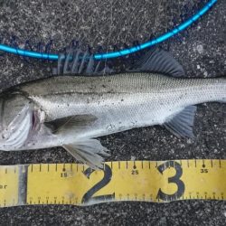 夕練は久々シーバス三連発!