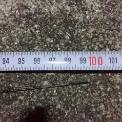 三連休最終日タチウオ