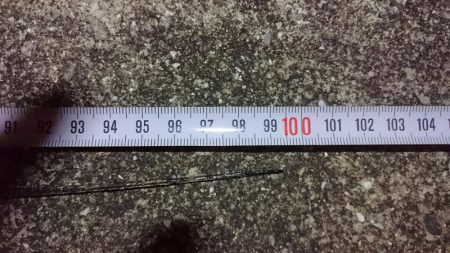 三連休最終日タチウオ