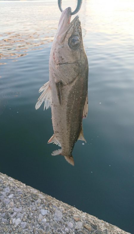 朝練ウインターシーバスフィッシング