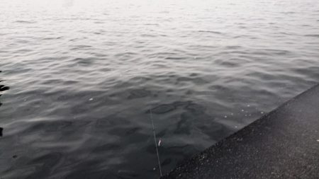 流れの当たる側で漸くゴゴン!