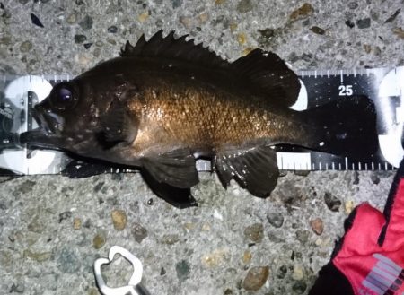 2019年初フィッシュと自己新記録