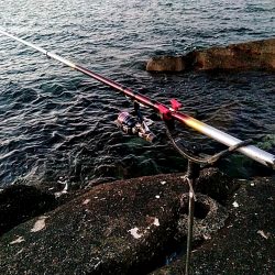 初アオリイカ釣れました!!