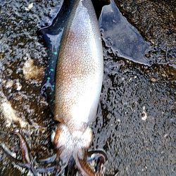 アオリイカ3杯あがりした!!