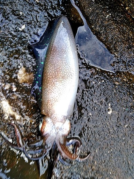 アオリイカ3杯あがりした!!