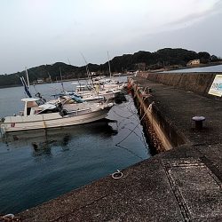 アジはいなくなったのでしょうか??